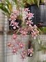Tinonee-orchids-2 060